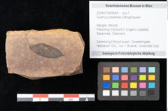 Foto (Objekt + Etikett) von Quercus palaeoilex Ettingshausen (NHMW-GEO-2024-0188-0804)
